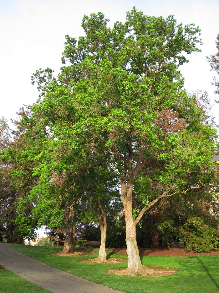 Sapium sebiferum